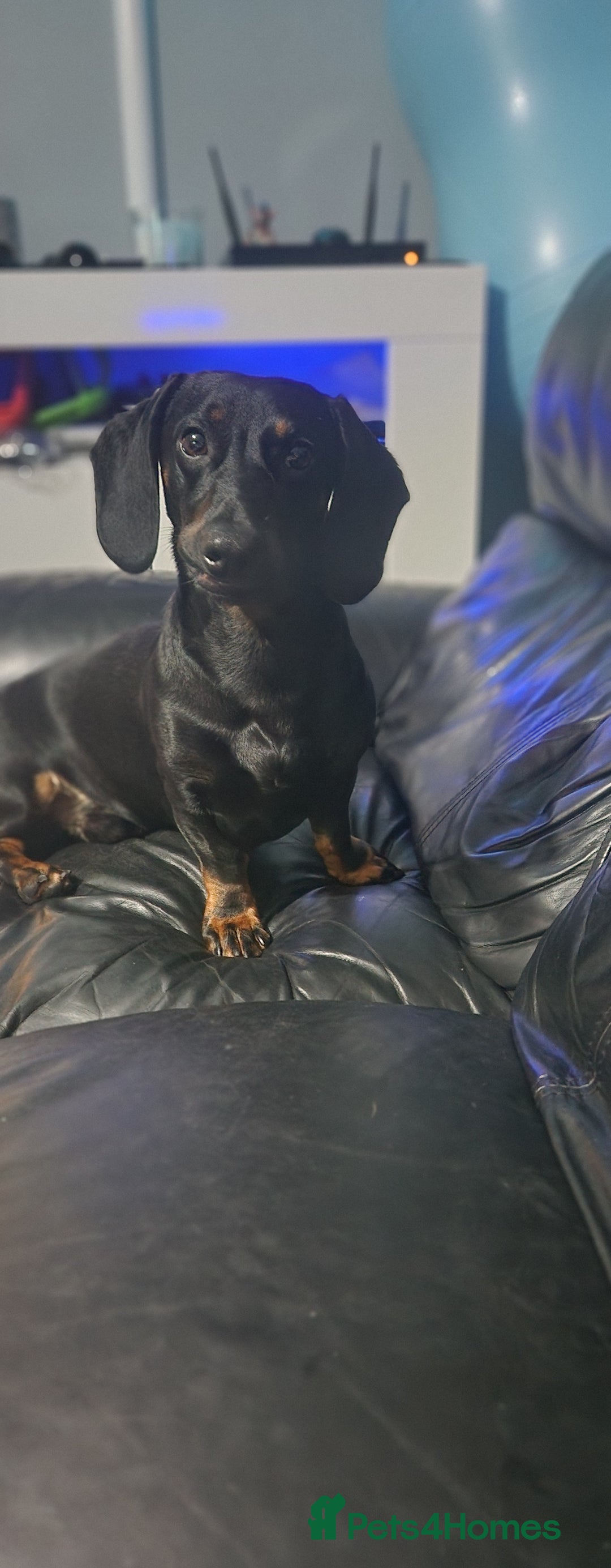 Mixed Breed dogs for sale: Male dacshund  - Image 3