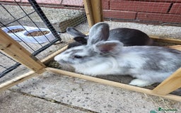 Mini Lion Lop rabbits for sale: fluffy baby bunnies £25-30 - Image 6