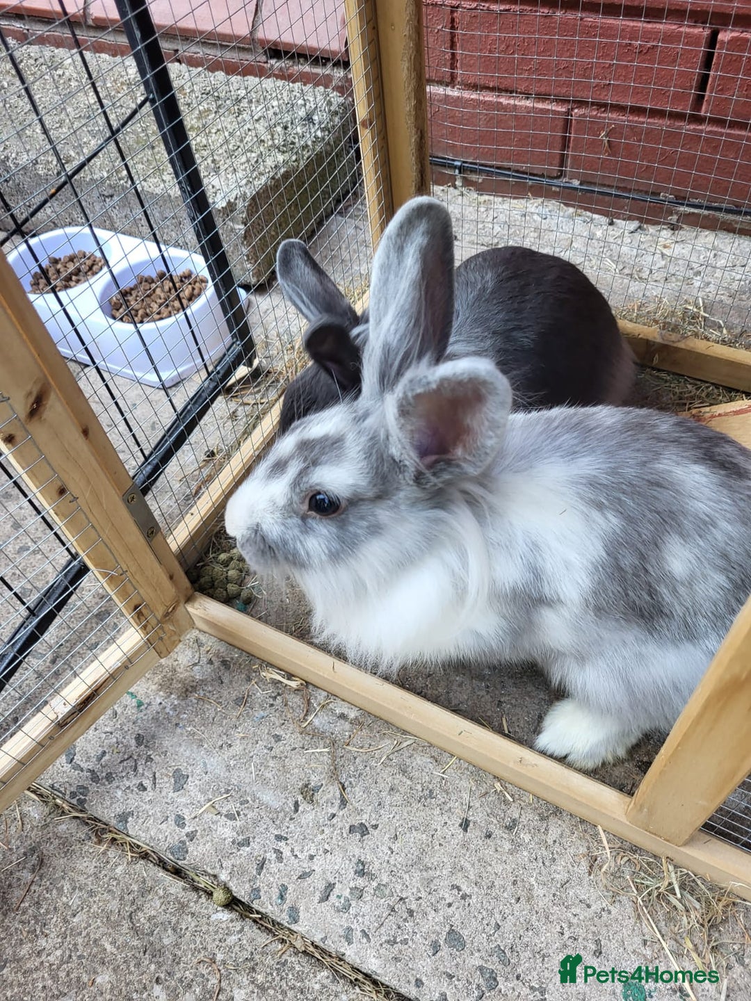 Mini Lion Lop rabbits for sale: fluffy baby bunnies £25-30 - Image 6