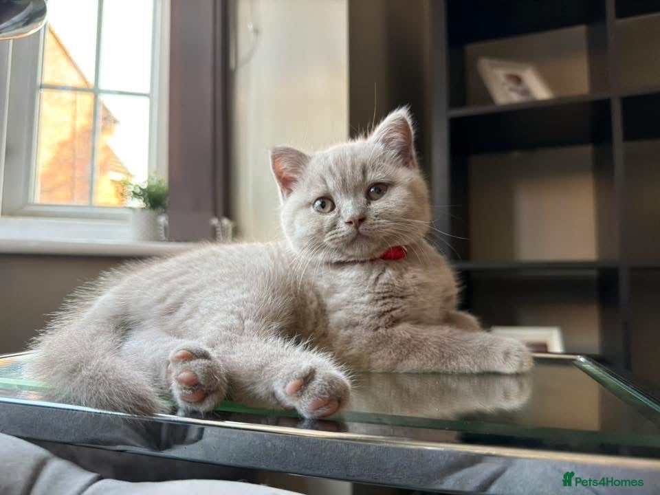 British Shorthair cats Beautiful lilac British short hair kittens - Advert 9