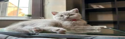 British Shorthair cats for sale: Beautiful lilac British short hair kittens - Advert 2