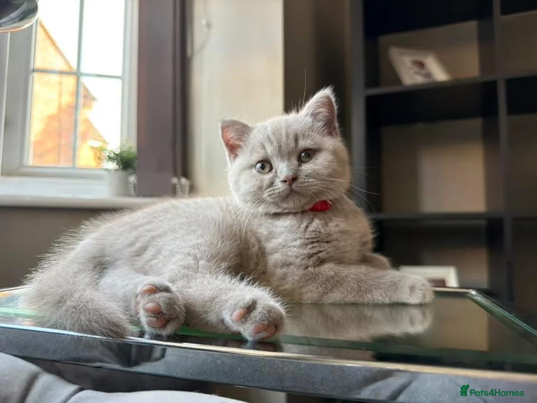 British Shorthair cats for sale: Beautiful lilac British short hair kittens - Advert 2