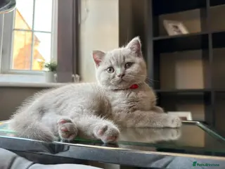 British Shorthair cats Beautiful lilac British short hair kittens - Advert 10