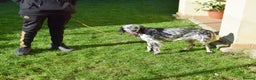 English Setter dogs for adoption: Beltz - Advert 9