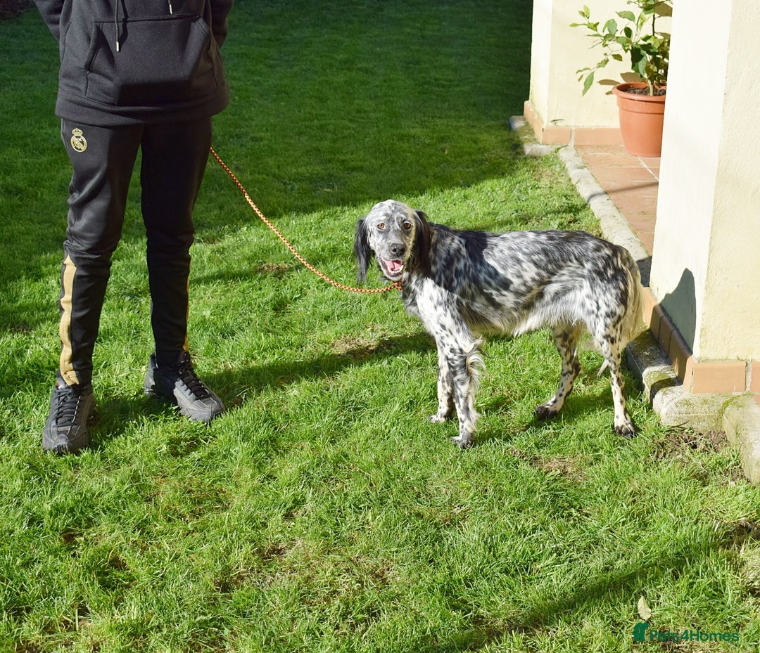 English Setter dogs for adoption: Beltz - Advert 9