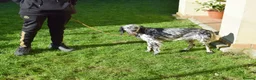 English Setter dogs for adoption: Beltz - Advert 9