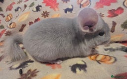 Chinchilla rodents for sale: Gorgeous Female Chinchilla  - Image 5