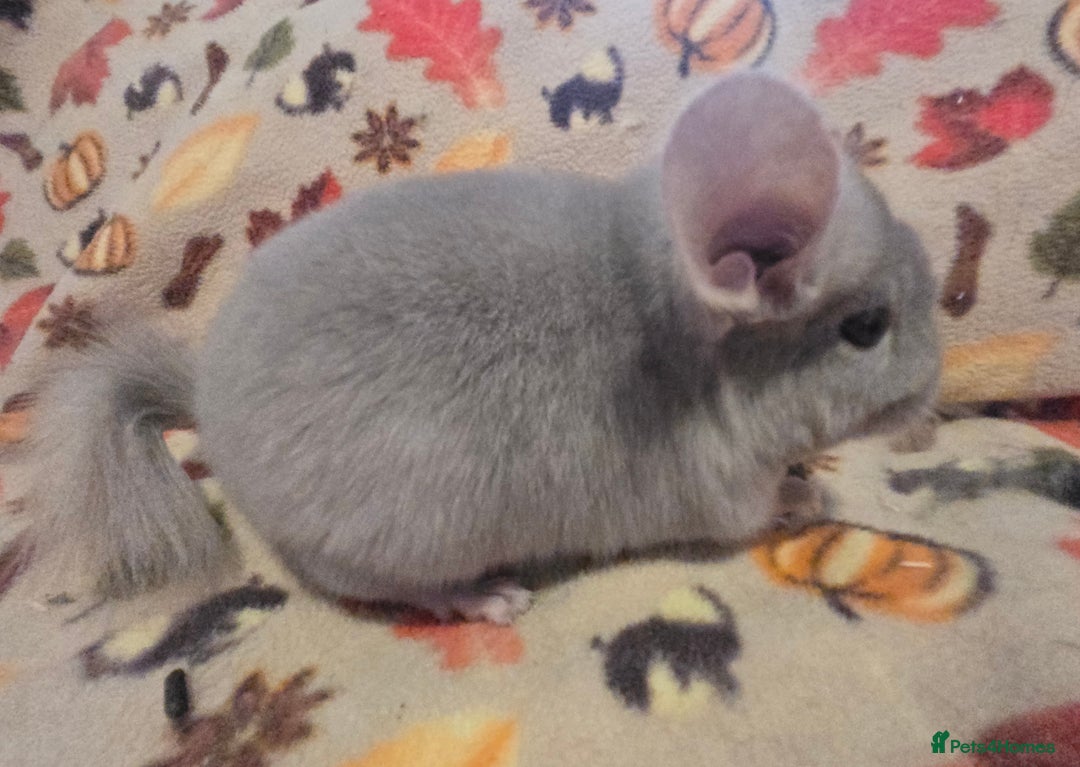 Chinchilla rodents for sale: Gorgeous Female Chinchilla  - Image 5