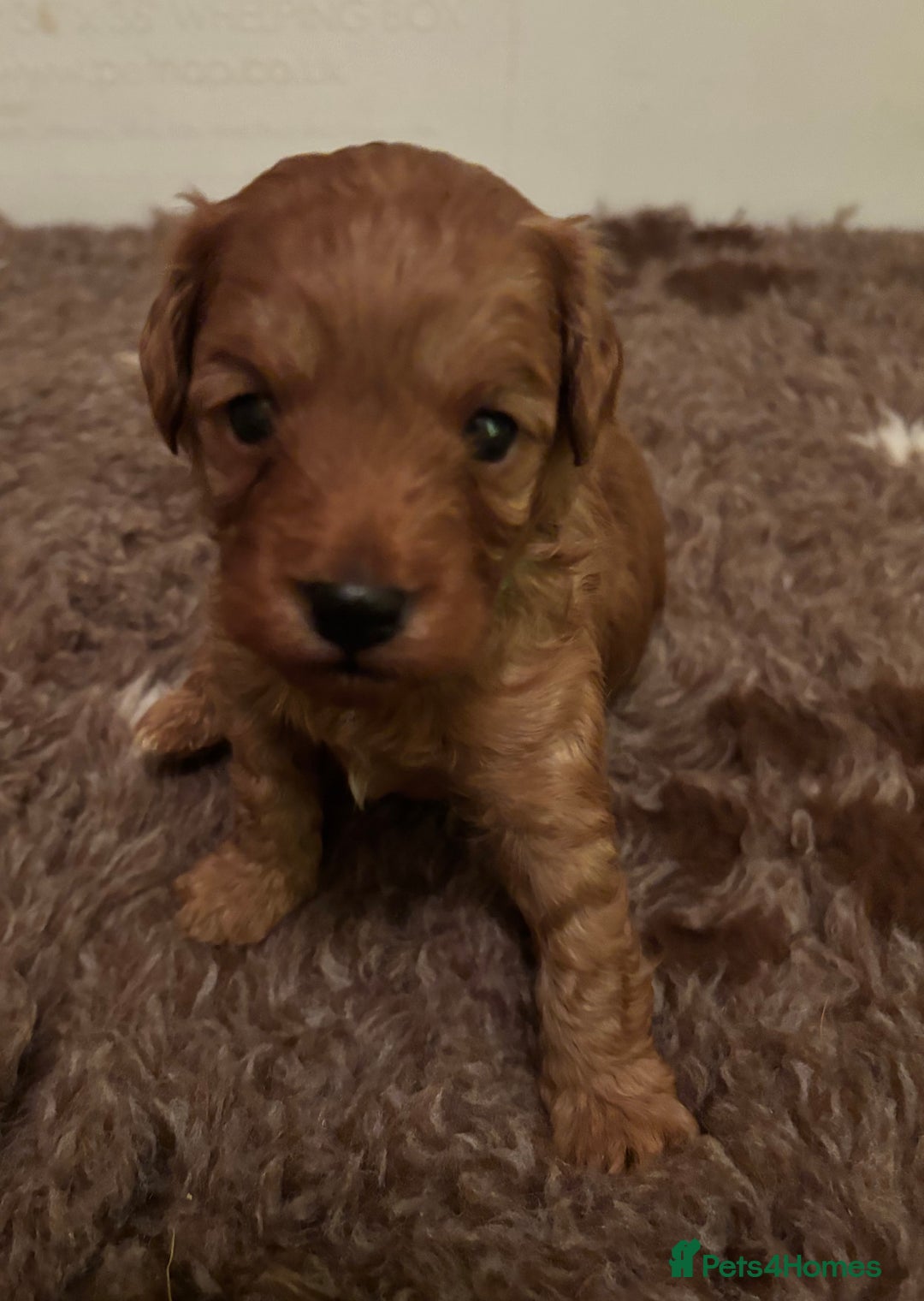 Cavapoo dogs for sale: Extensively health tested F1b Red Cavapoo’s - Advert 5