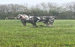 Olde English Bulldogge dogs for stud: BLUE MERLE OEB FOR STUD  in Leeds - Image 9