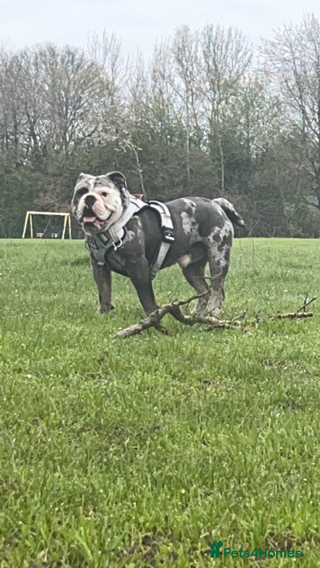 Olde English Bulldogge dogs for stud: BLUE MERLE OEB FOR STUD  in Leeds - Image 9