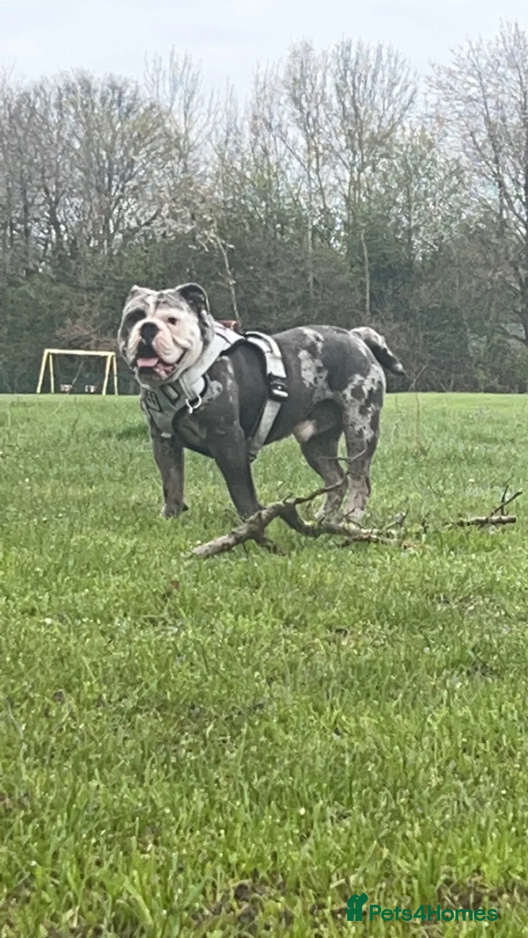 Olde English Bulldogge dogs for stud: BLUE MERLE OEB FOR STUD  in Leeds - Advert 9
