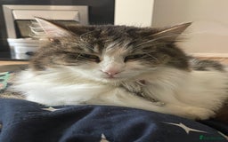 Mixed Breed cats for sale: Female Cat - Image 1