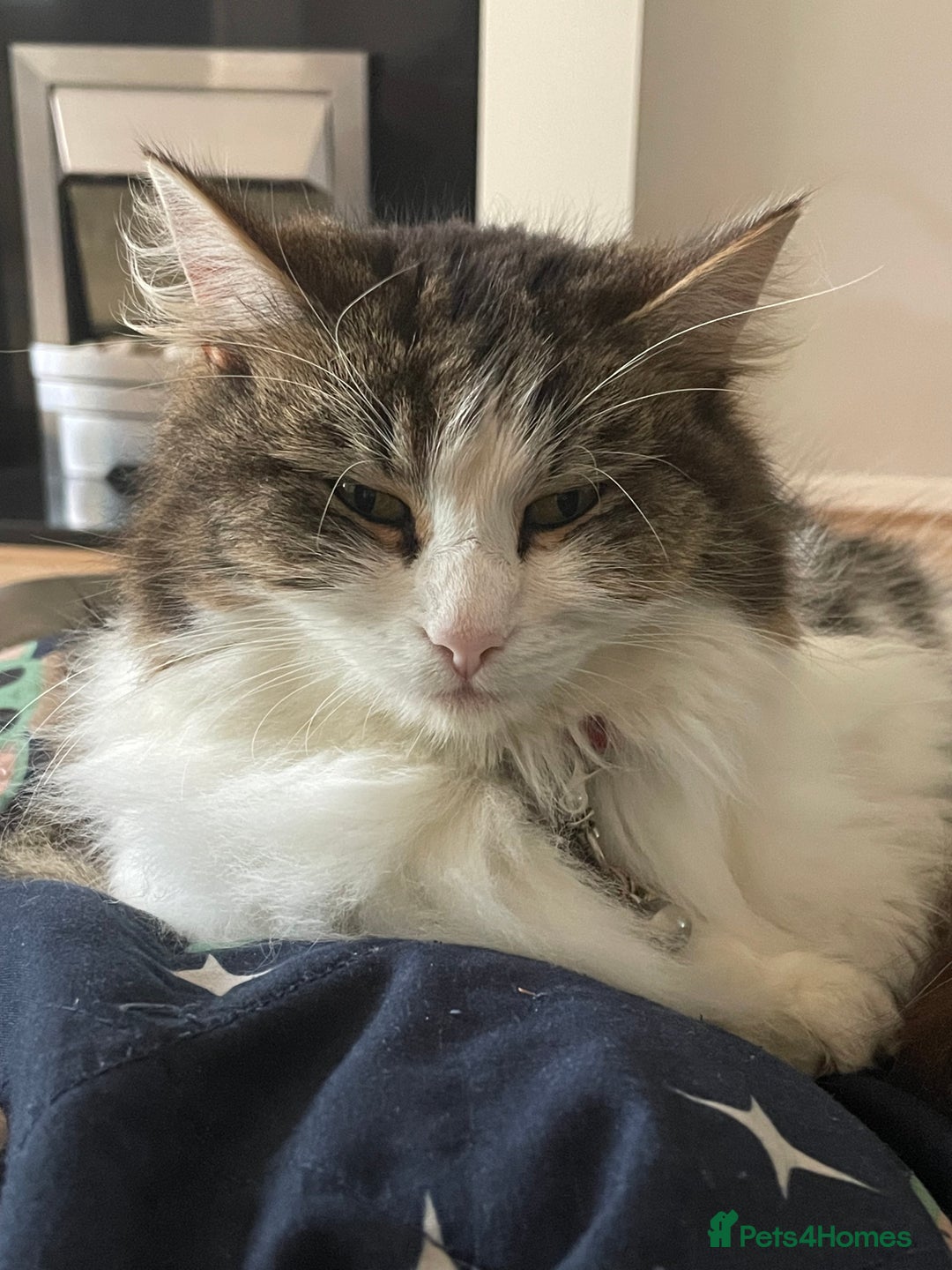 Mixed Breed cats for sale: Female Cat - Image 1