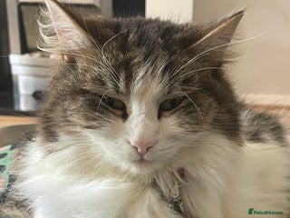 Mixed Breed cats - Advert 7