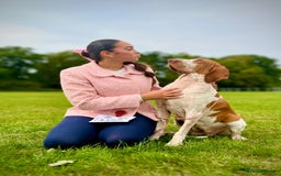 Bracco Italiano dogs for sale: Adorable Bracco Puppies Due 3rd October  - Image 12