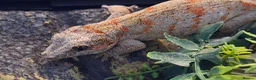 Gecko reptiles for sale: Gargoyle gecko orange blotched - Advert 7
