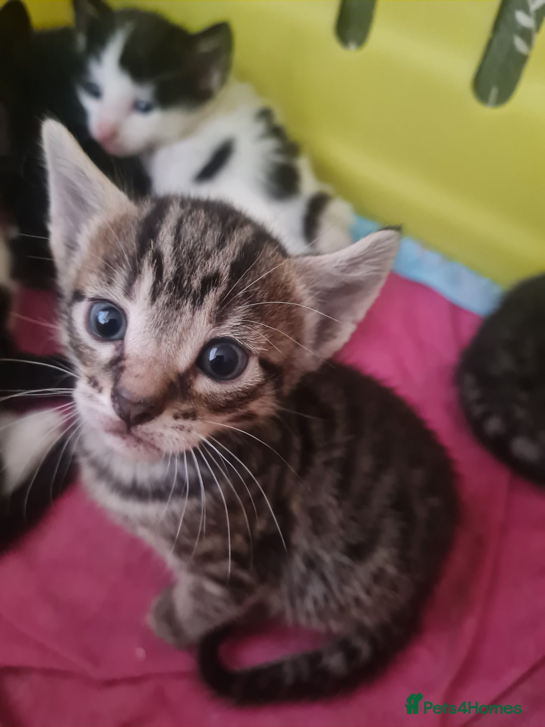 European cats for sale: 6 Kittens ready to find their new homes!! - Image 6