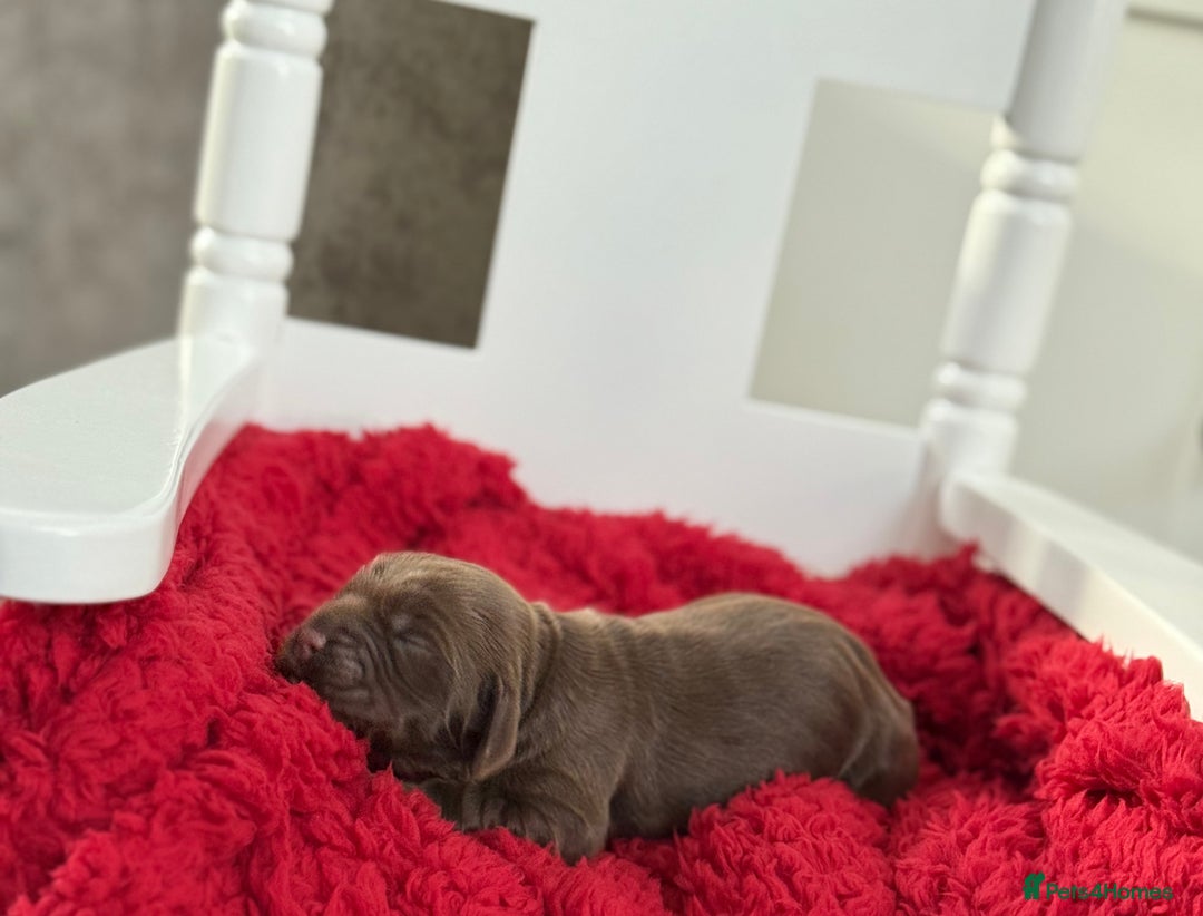 Cocker Spaniel dogs for sale: Show cocker spaniels  - Advert 11