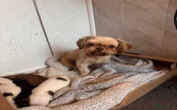 Shih Tzu dogs for sale: Imperial Shih Tzu puppies 2 girls 2 boys - Image 3