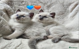 Ragdoll cats for sale: PURE RAGDOLL KITTENS 💜💙💚🤎 - Image 15