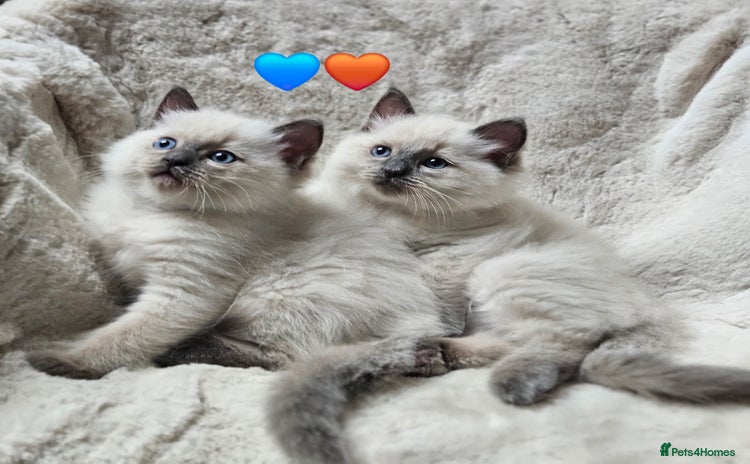 Ragdoll cats - Advert 13