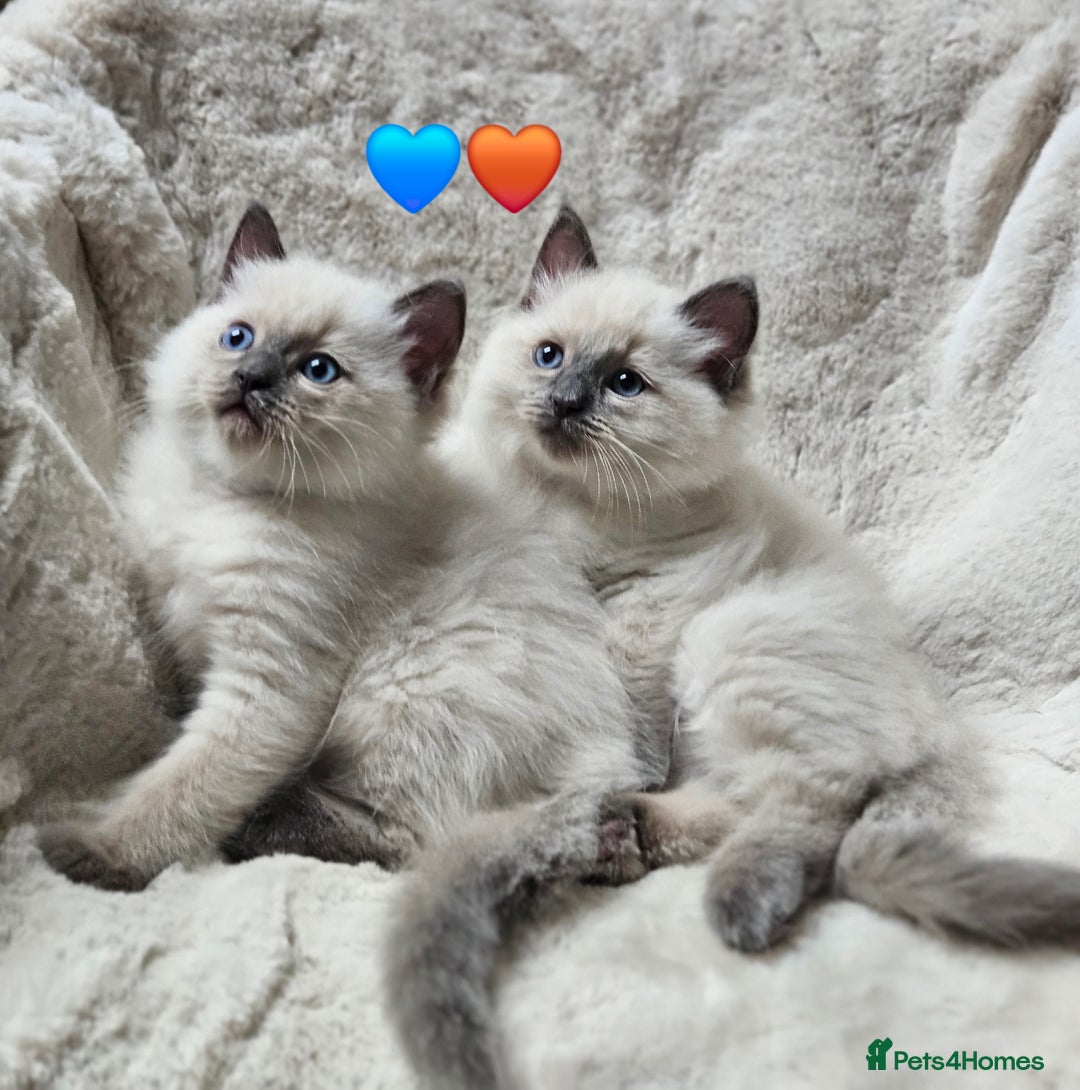 Ragdoll cats for sale: PURE RAGDOLL KITTENS 💜💙💚🤎 - Image 15