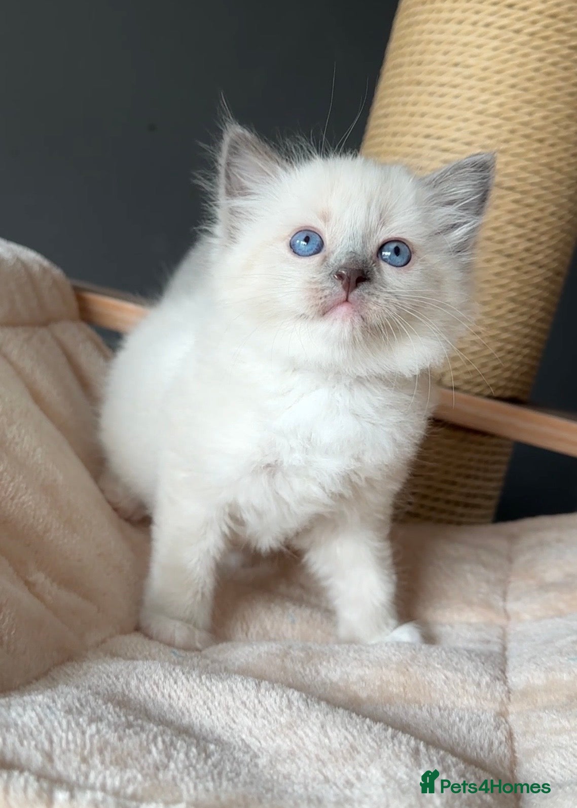 Ragdoll cats for sale: Ragdoll Kittens GCCF & Health Tested  - Advert 21