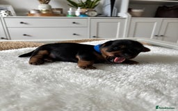 Yorkshire Terrier dogs for sale: ❤️Miniature yorkshire terrier puppies ☘️ - Image 8