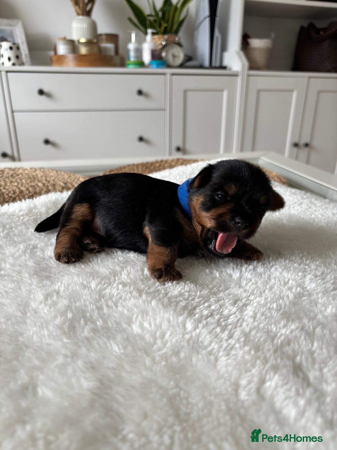 Yorkshire Terrier dogs for sale: ❤️Miniature yorkshire terrier puppies ☘️ - Image 8