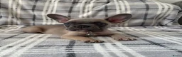 French Bulldog dogs for sale: Ready now 3 boys left parents fully health tested  - Advert 19