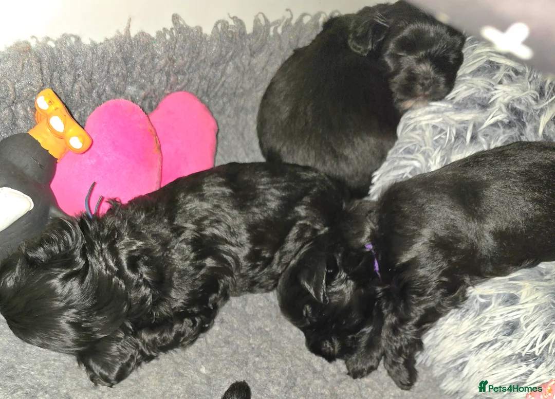 Havanese dogs for sale: The Dog of the 21st Century! in Haverfordwest - Advert 7