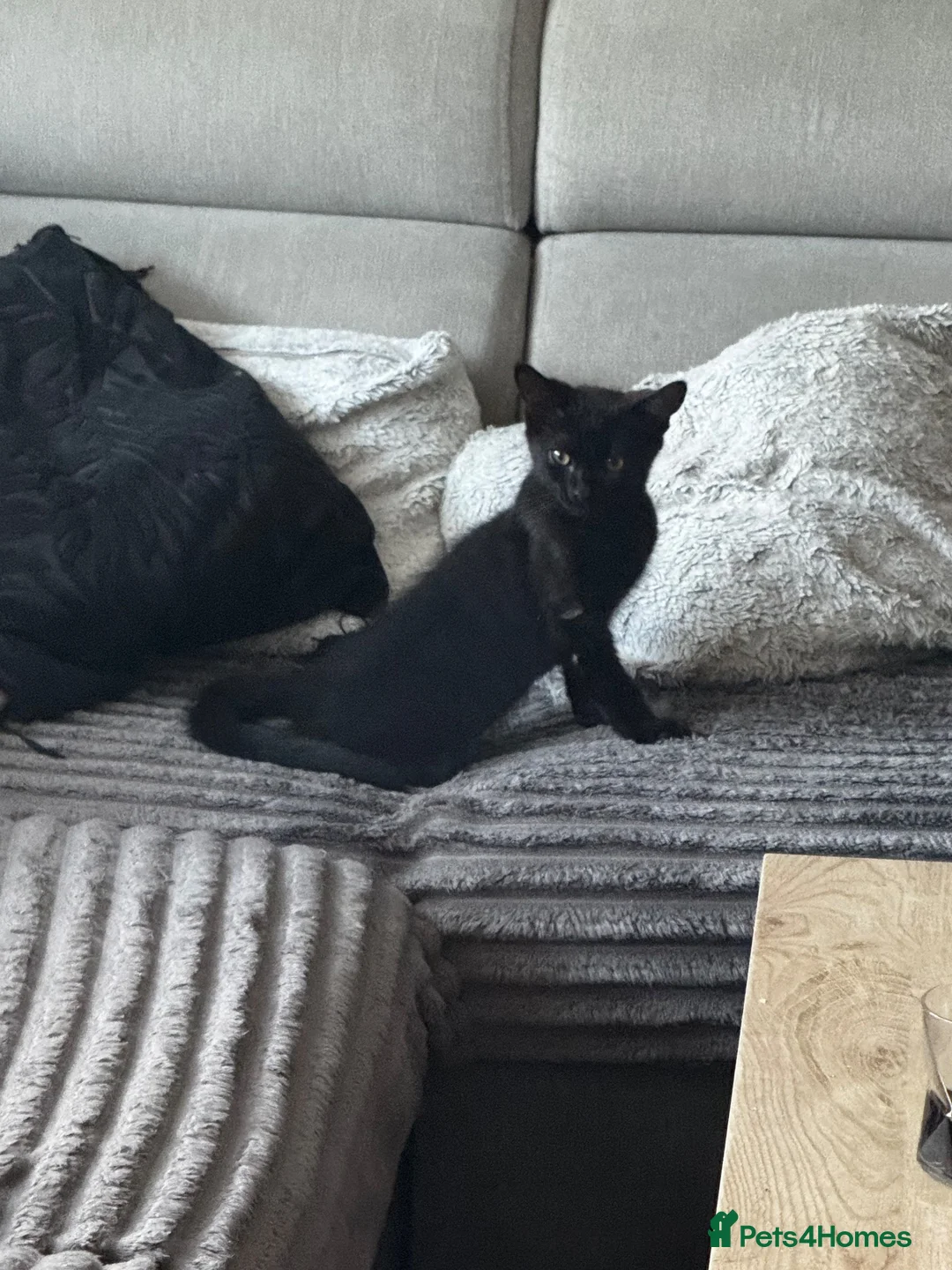 Mixed Breed cats for sale: Cute mixed breed kitten - Advert 6