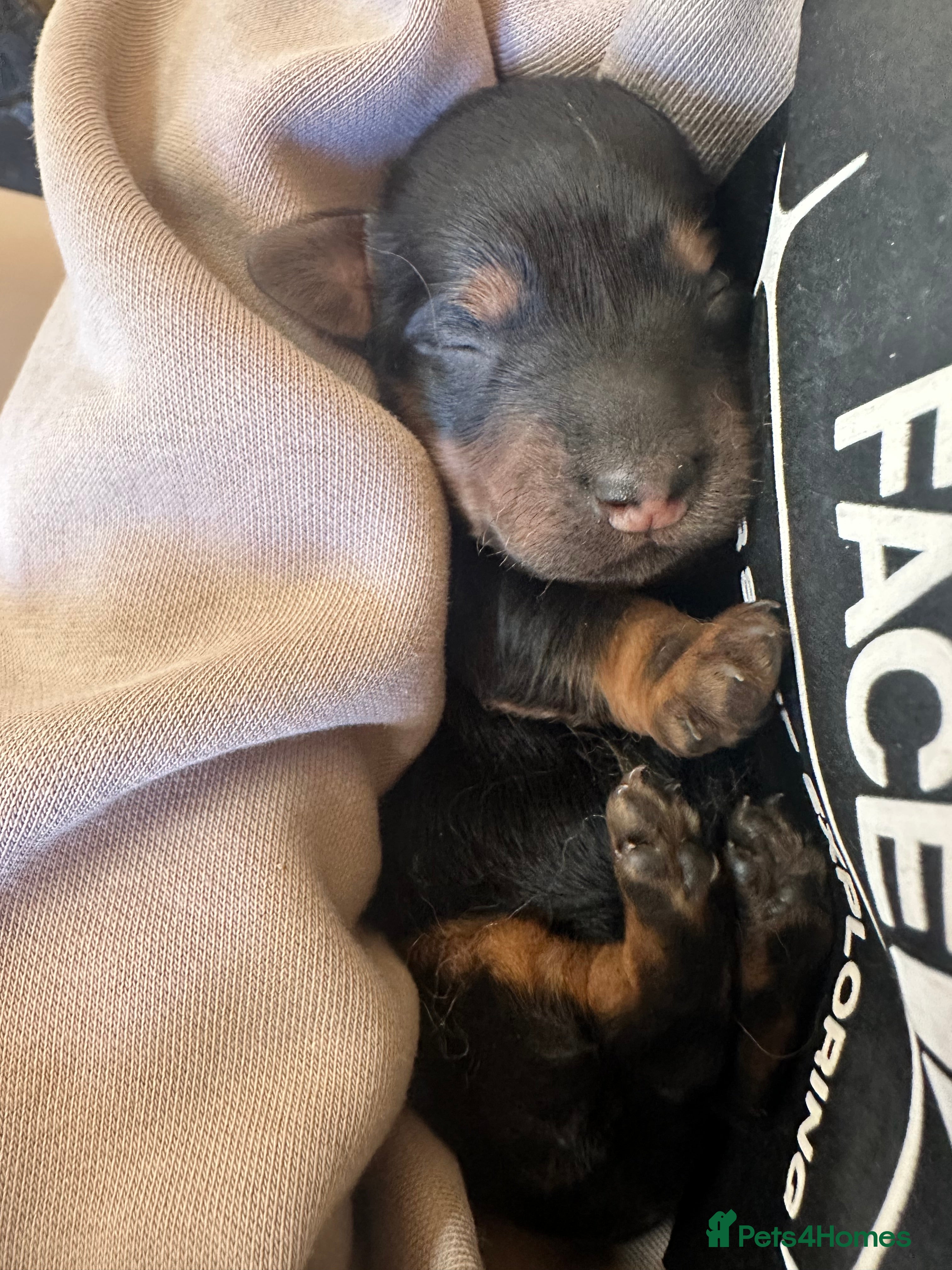 Dachshund dogs KC REG long haired miniature dachshund - Advert 2