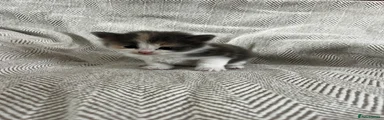 Maine Coon 7