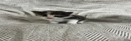 Ragdoll cats for sale: Beautiful main coon x ragdoll kittens  in Daventry - Advert 9