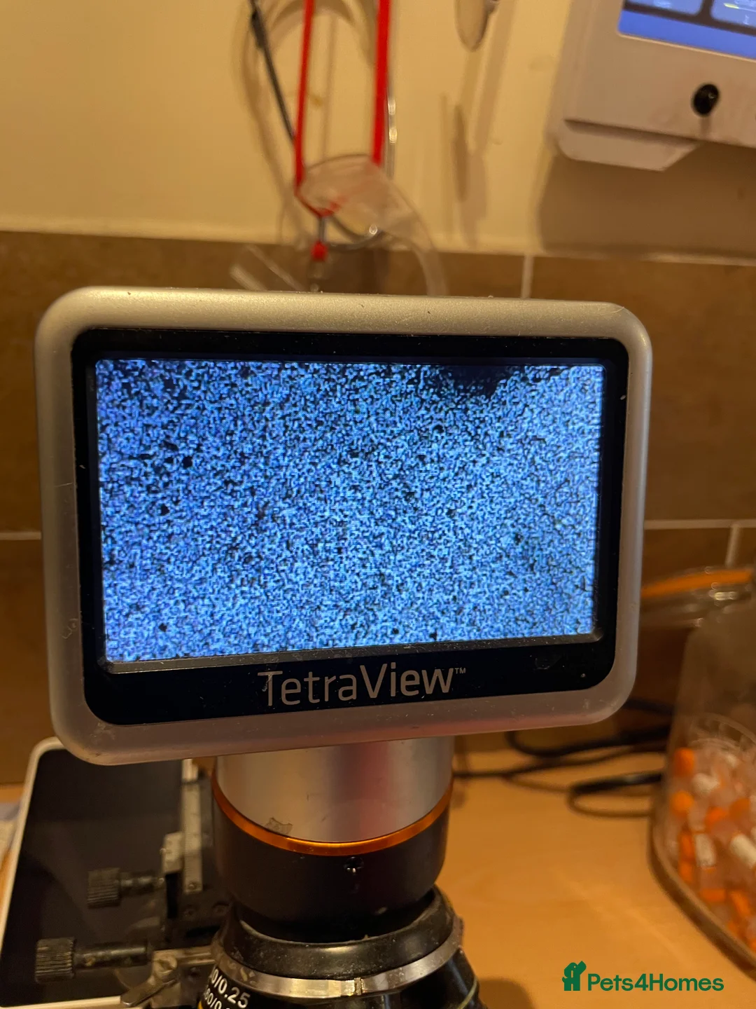 Dachshund dogs for stud: Proven kC Wire haired dachshund teckel stud  in Doncaster - Advert 5