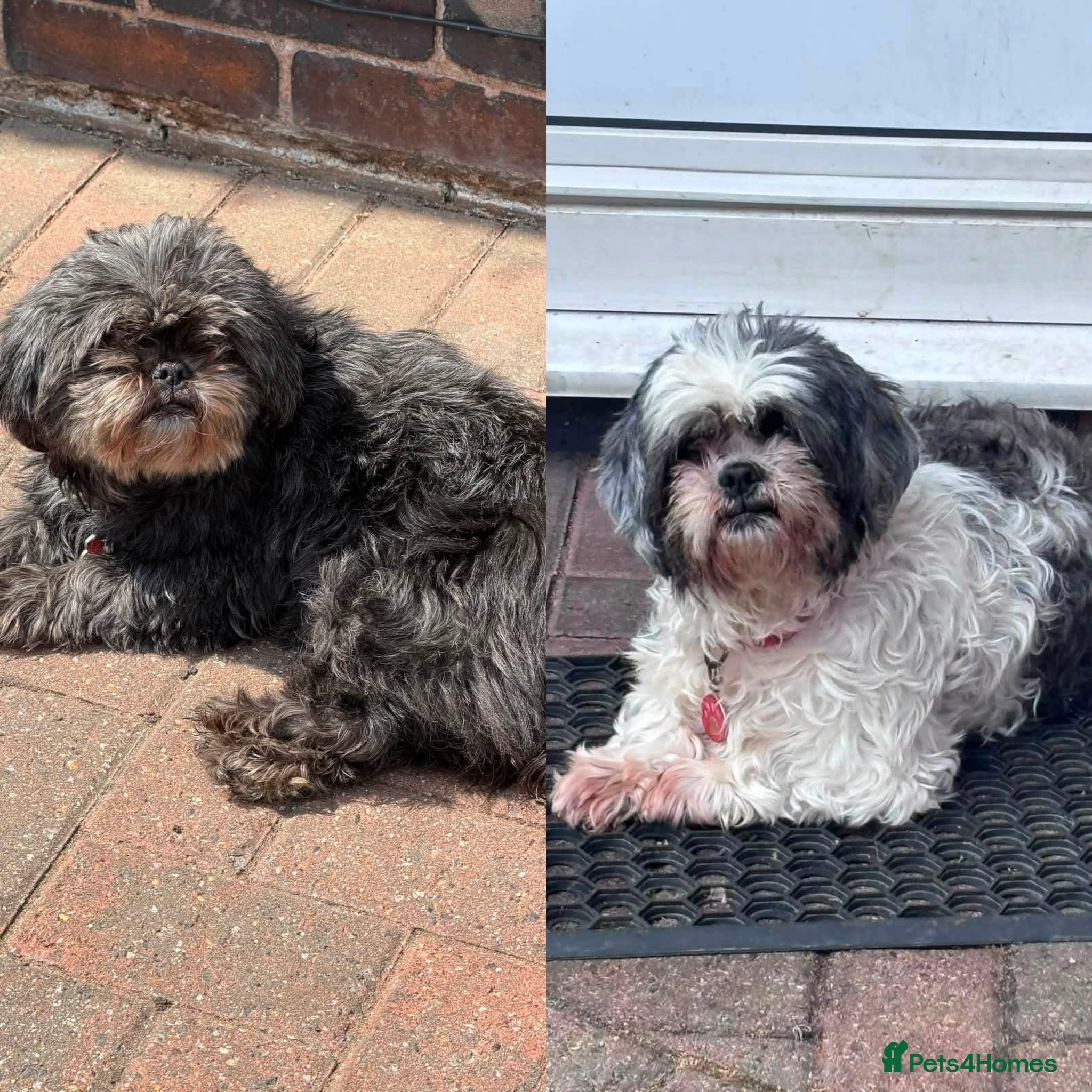 Shih Tzu dogs Zara & Tamzin - BONDED PAIR  - Advert 1
