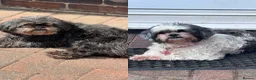 Shih Tzu dogs for adoption: Zara & Tamzin - BONDED PAIR  - Advert 1