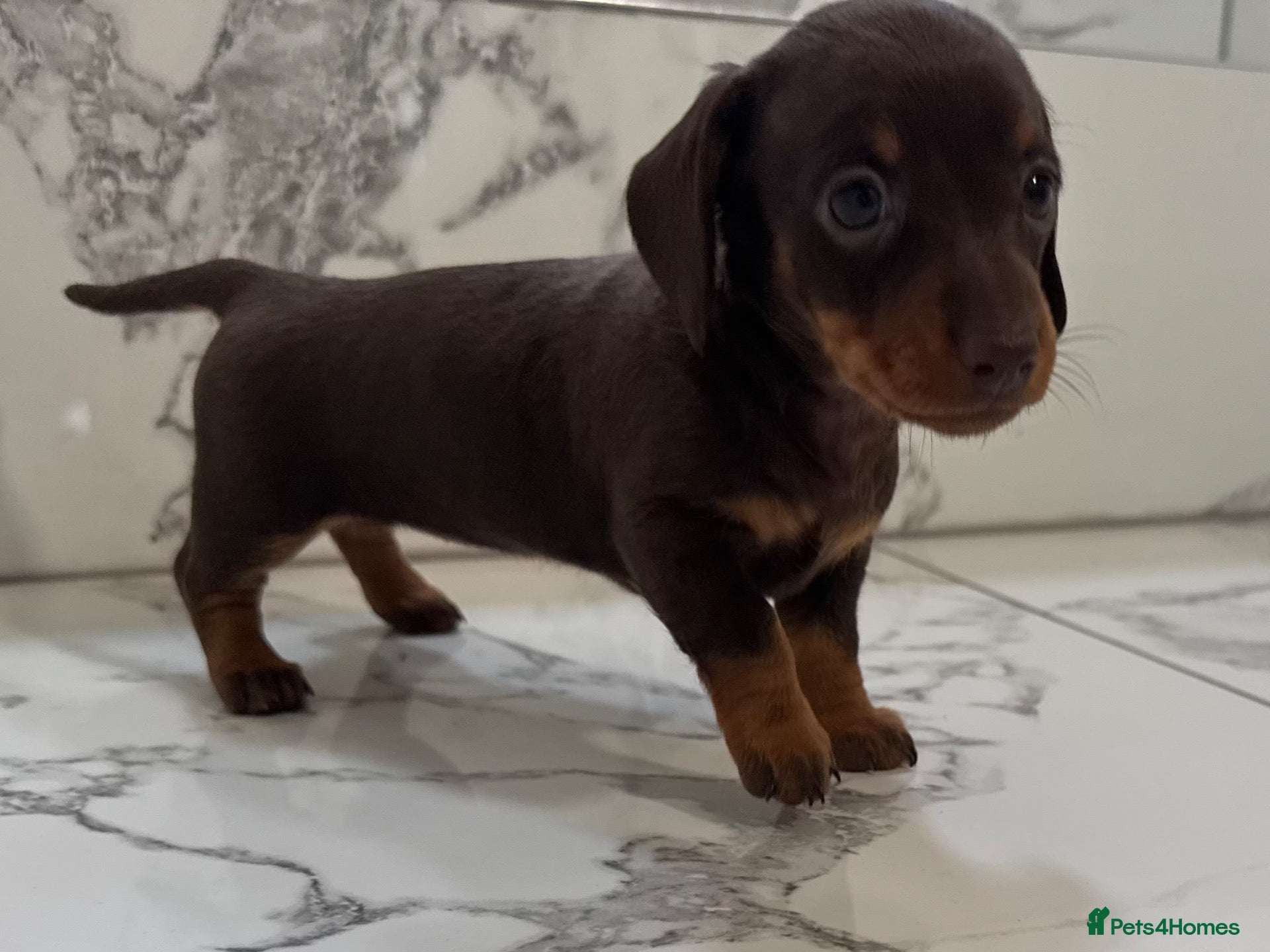 Miniature Dachshund dogs KC miniature dachshunds - Tiny. Stunning! - Advert 1