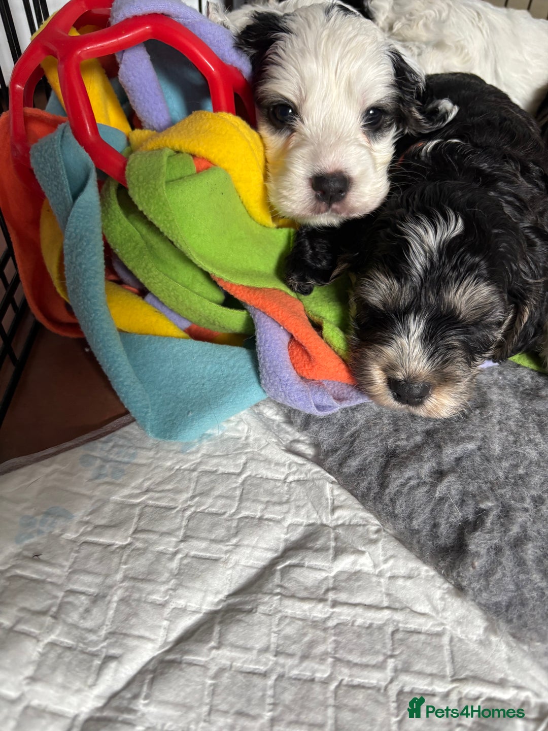 Cockapoo dogs for sale: F1 cockapoos beautiful litter 5 left* - Image 39