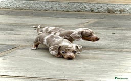 Miniature Dachshund dogs for sale: Beautiful litter of miniature dachshund puppies  - Image 2