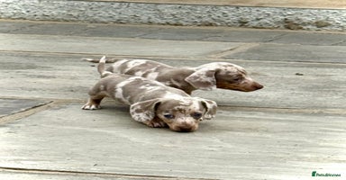 Miniature Dachshund dogs - Advert 1