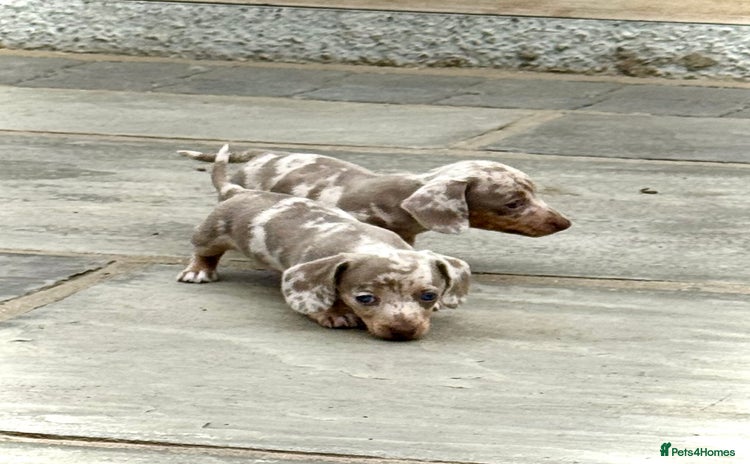 Miniature Dachshund dogs - Advert 1