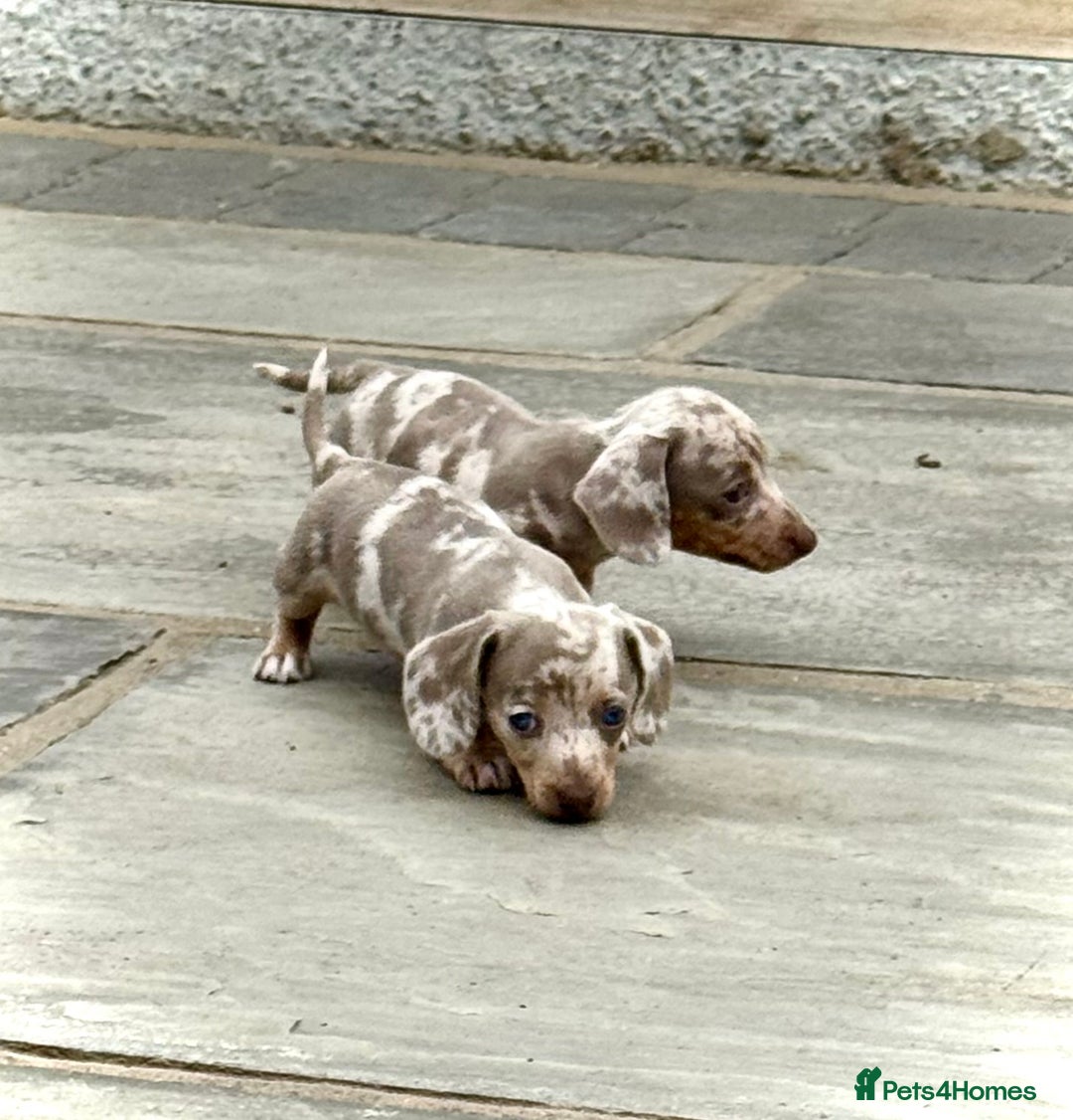 Miniature Dachshund dogs for sale: Beautiful litter of miniature dachshund puppies  - Image 2