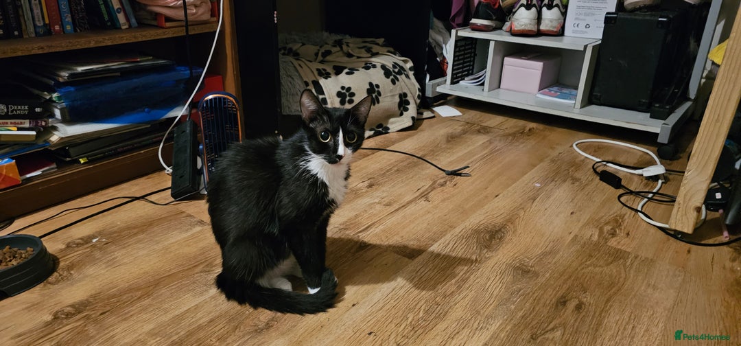 Mixed Breed cats for sale: 3 kittens and mum  - Image 5