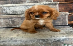 Cavalier King Charles Spaniel dogs for sale: KC King Charles Cavaliers.❤️Heart & Health Tested. - Image 8