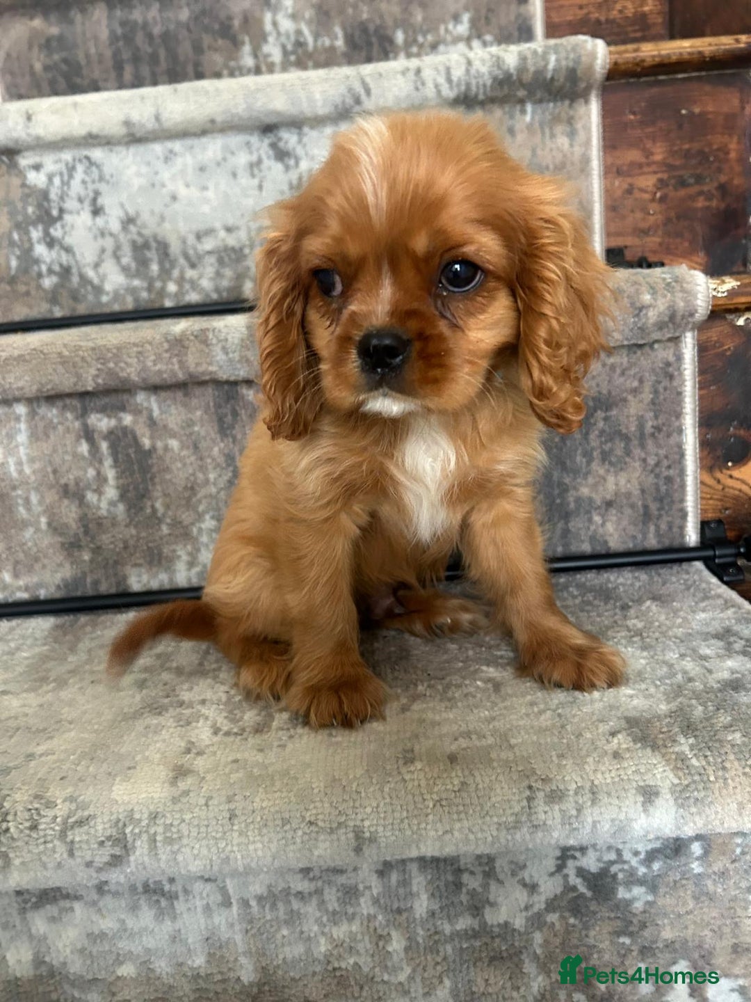 Cavalier King Charles Spaniel dogs for sale: KC King Charles Cavaliers.❤️Heart & Health Tested. - Image 8