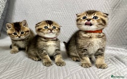 Scottish Fold cats for sale: Scottish Fold Kittens ( only 2 left ) - Image 15