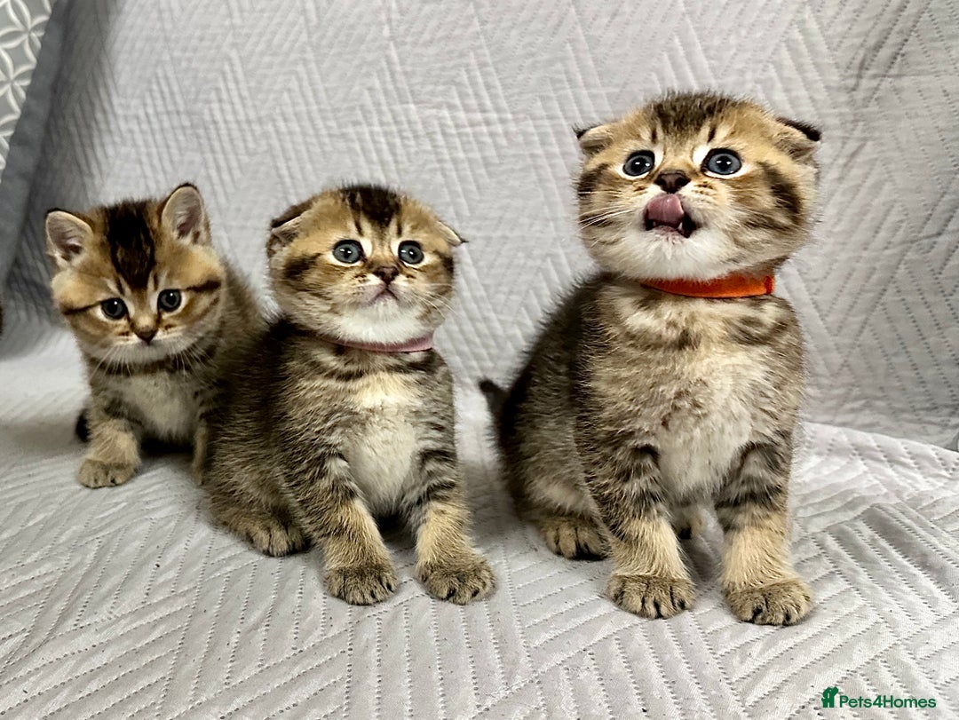Scottish Fold cats for sale: Scottish Fold Kittens ( only 2 left ) - Image 15